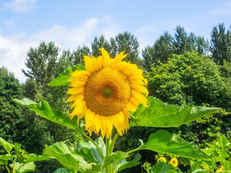 Bright yellow sunflower fields around blooming right around creating the most extraordinary sights.の写真素材