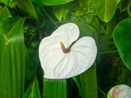Anthurium  is a genus of about 1000 species of flowering plants, the largest genus of the arum family, Araceae.General common names include anthurium, tailflower, flamingo flower, and laceleaf.の写真素材