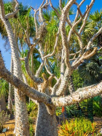 Madagascar palm (Pachypodium lamerei) is a species of flowering plant in the family Apocynaceae. It is a stem succulent, photosynthesizing mainly through its trunk, and comes from the island of Madagascar, off the east coast of Africa. It has large thorns and leaves mostly just at the top of the plant, and large, fragrant flowers.の写真素材