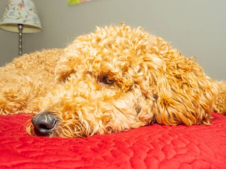 Australian Labradoodle is a mix between the Labrador Retriever, Poodle and Cocker Spaniel.の写真素材