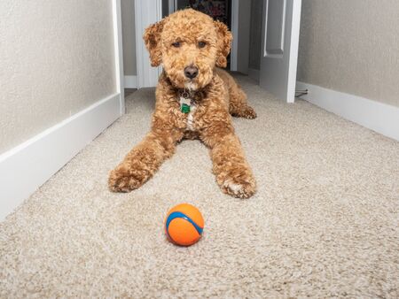 Australian Labradoodle is a mix between the Labrador Retriever, Poodle and Cocker Spaniel.の写真素材