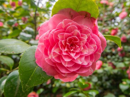 Japanese camellia (Camellia japonica) is one of the best known species of the genus Camellia.の写真素材