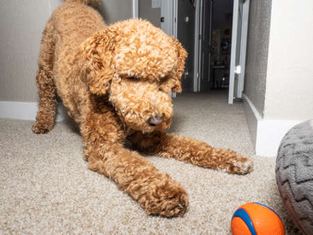 Australian Labradoodle is a mix between the Labrador Retriever, Poodle and Cocker Spaniel.の写真素材