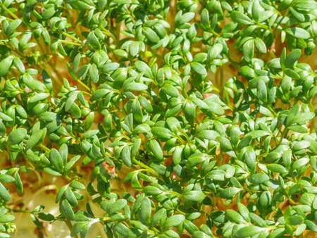 Garden cress (Lepidium sativum) is a fast-growing, edible herb that is botanically related to watercress and mustard, sharing their peppery, tangy flavor and aroma.の写真素材