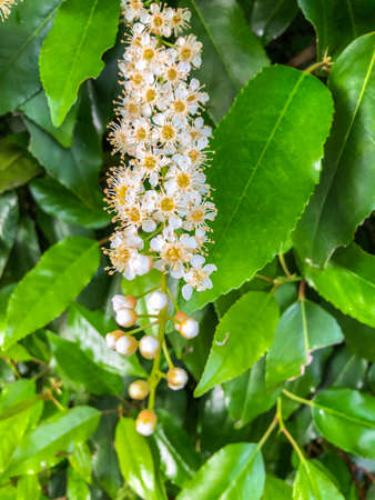 Cherry laurel (Prunus laurocerasus) is an evergreen species of cherry (Prunus), native to regions bordering the Black Sea.の写真素材