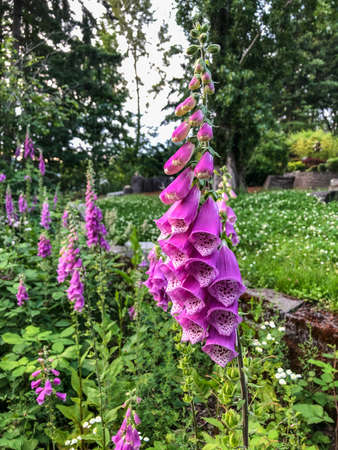 Digitalis is a genus of about 20 species of herbaceous perennials, shrubs, and biennials that are commonly called foxgloves.の写真素材