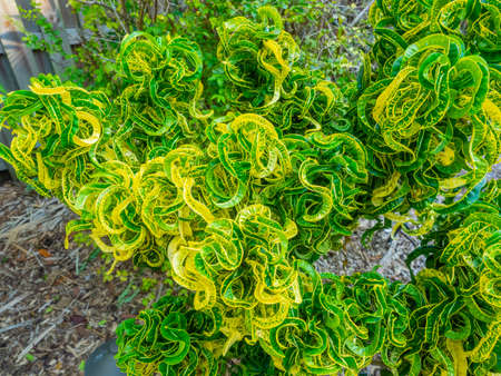 Garden croton (Codiaeum variegatum 'Revolutions')is a species of plant in the genus Codiaeum, which...