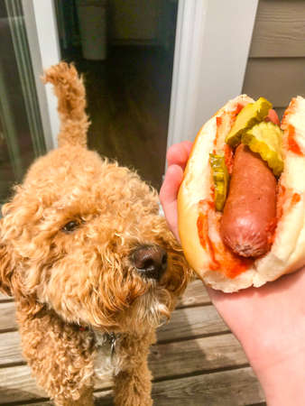 Hot dog is a grilled or steamed sausage sandwich where the sausage is served in the slit of a partially sliced bun.の写真素材