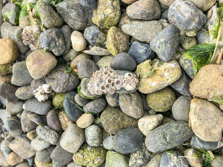 Burfoot Park is a public park located in Thurston County, Washington. Burfoot Park covers 50 acres of property with 1,100 feet of saltwater beach frontage on Budd Inlet of the Puget Sound.の写真素材