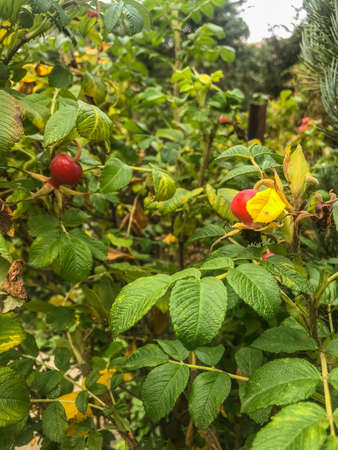 Rose hip is the accessory fruit of the rose plant. It is typically red to orangeの写真素材