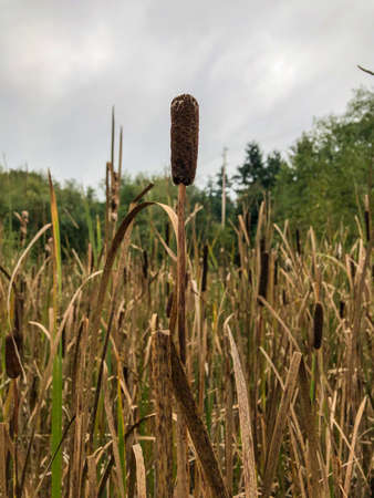 Common cattail (Typha latifolia) is a perennial herbaceous plant in the genus Typha. It is found as...