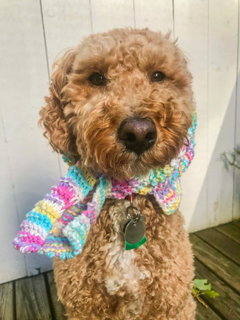 Australian Labradoodle is a mix between the Labrador Retriever, Poodle and Cocker Spaniel.の写真素材
