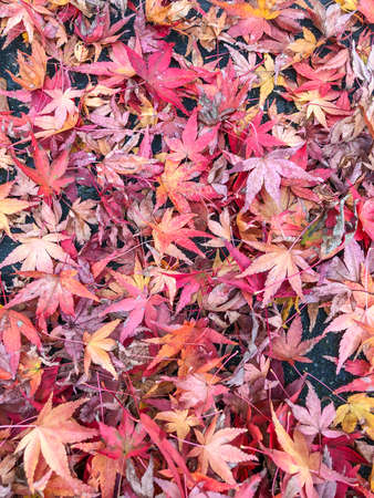 Colorful maple leaves in fall colors on the ground.の写真素材