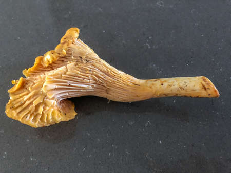 Chanterelle is the common name of several species of fungi in the genera Cantharellus, Craterellus,...