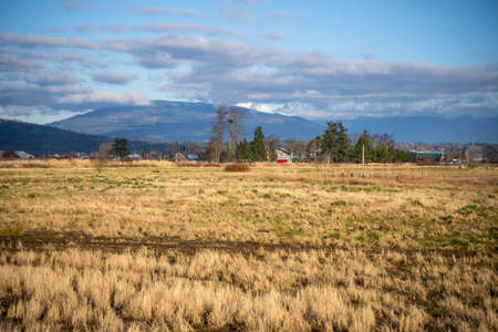 The tree is a cottonwood and is ideally located for eagles. There are few tall tress on the Samish...