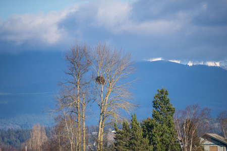 The tree is a cottonwood and is ideally located for eagles. There are few tall tress on the Samish Flats as much of the land is agricultural fields or too inundated with water both fresh and salt to support large trees. The perch provides excellent views over the nearby Fish and Wildlife lands, the Samish River and Samish and Alice Bays with Padilla Bay not far away either.の写真素材
