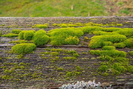 Mercer Slough Nature Park is a 320-acre wetland lushly populated with ferns, shrubs, flowers, several varieties of berries, distinctive wooden boardwalks and shaded pathways.の写真素材