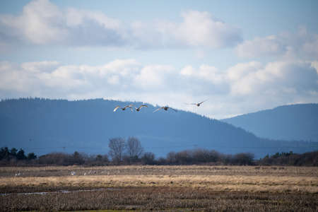 Trumpeter swan (Cygnus buccinator) is a species of swan found in North America. The heaviest living...