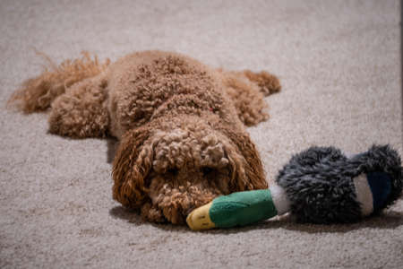 Australian Labradoodle is a mix between the Labrador Retriever, Poodle and Cocker Spaniel.