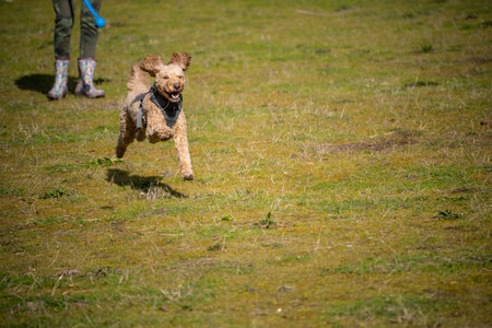Australian Labradoodle is a mix between the Labrador Retriever, Poodle and Cocker Spaniel.の写真素材