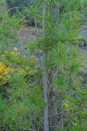 Evergreen Arboretum & Gardens is both a place of beauty and education that is free to visit. The...
