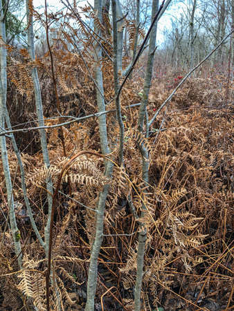 Mercer Slough Nature Park is a 320-acre wetland lushly populated with ferns, shrubs, flowers, several varieties of berries, distinctive wooden boardwalks and shaded pathways.の写真素材