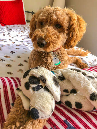 Australian Labradoodle is a mix between the Labrador Retriever, Poodle and Cocker Spaniel.の写真素材