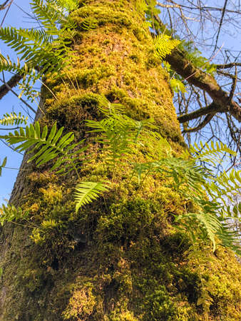 Bellevue Botanical Garden is a botanical garden located at 12001 Main Street, Bellevue, Washington....