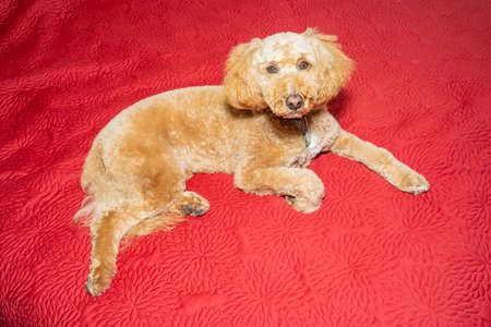 Australian Labradoodle is a mix between the Labrador Retriever, Poodle and Cocker Spaniel.の写真素材