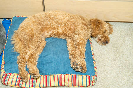 Australian Labradoodle is a mix between the Labrador Retriever, Poodle and Cocker Spaniel.