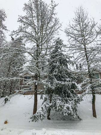 Snowy day in February in Bellevue,WAの写真素材