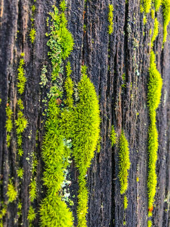 Mercer Slough Nature Park is a 320-acre wetland lushly populated with ferns, shrubs, flowers,...
