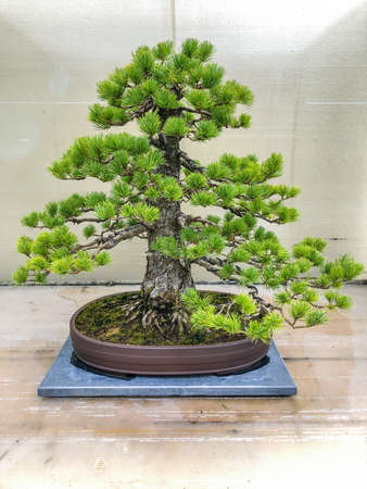 Japanese white pine (Pinus parviflora) is a pine in the white pine group, Pinus subgenus Strobus, native to Korea and Japan.の写真素材