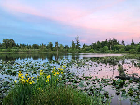 Larsen Lake Blueberry Farm is a great place to pick your own blueberries on a large farm/park area. Lake Hills Greenbelt is a wetland corridor encompassing more than 150 acres of diverse wildlife habitat including forests, wetlands, streams and lakes.の写真素材