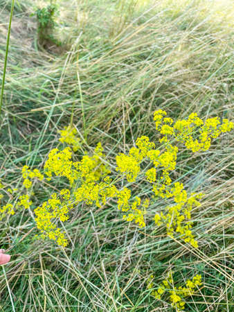 Yellow bedstraw (Galium verum) is a herbaceous perennial plant of the family Rubiaceae.