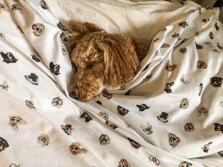 Australian Labradoodle is a mix between the Labrador Retriever, Poodle and Cocker Spaniel.の写真素材