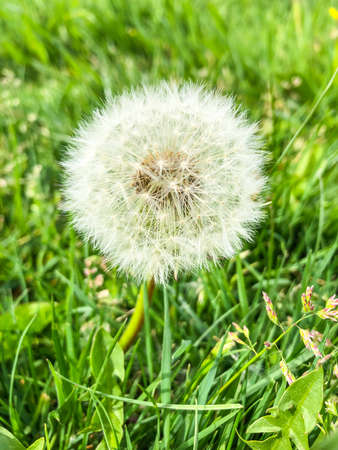 Common dandelion (Taraxacum officinale) is a flowering herbaceous perennial plant of the dandelion genus in the family Asteraceae (syn. Compositae). The common dandelion is well known for its yellow flower heads that turn into round balls of many silver-tufted fruits that disperse in the wind.の写真素材