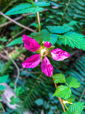 Salmonberry (Rubus spectabilis) is a species of brambles in the rose family, native to the west coast of North America from west central Alaska to California, inland as far as Idaho.の写真素材