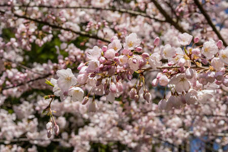 Yoshino cherry (Prunus Ã— yedoensis) is a hybrid cherry of between Prunus speciosa (Oshima...