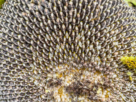 Sunflower seed is the fruit of the sunflower (Helianthus annuus). There are three types of commonly...