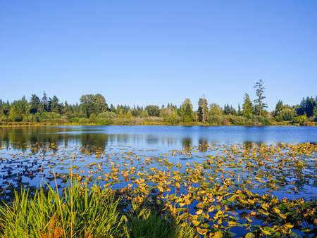 Larsen Lake Blueberry Farm is a great place to pick your own blueberries on a large farm/park area. Lake Hills Greenbelt is a wetland corridor encompassing more than 150 acres of diverse wildlife habitat including forests, wetlands, streams and lakes.の写真素材