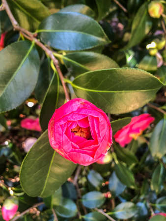 Japanese camellia (Camellia japonica) is one of the best known species of the genus Camellia.の写真素材