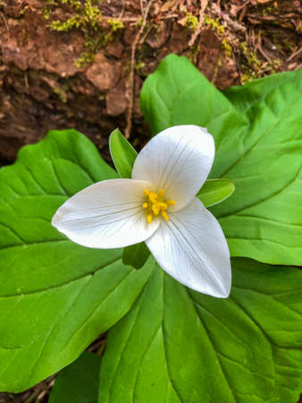 Pacific trillium (Trillium ovatum) is a species of flowering plant in the family Melanthiaceae. It is a perennial herbaceous plant that spreads by means of underground rhizomes.の写真素材