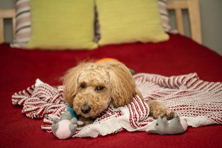 Australian Labradoodle is a mix between the Labrador Retriever, Poodle and Cocker Spaniel.の写真素材