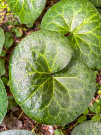 European wild ginger (Asarum europaeum) is a species of flowering plant in the birthwort family Aristolochiaceae, native to large parts of temperate Europe, and also cultivated in gardens.の写真素材