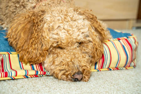 Australian Labradoodle is a mix between the Labrador Retriever, Poodle and Cocker Spaniel.の写真素材