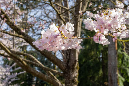 Yoshino cherry (Prunus Ã— yedoensis) is a hybrid cherry of between Prunus speciosa (Oshima...