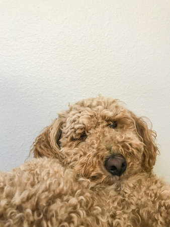 Australian Labradoodle is a mix between the Labrador Retriever, Poodle and Cocker Spaniel.