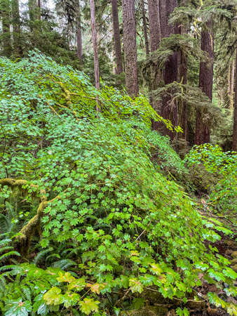 Sol Duc Falls in Sol Duc Valley are called the most beautiful falls in National Park, and situated...