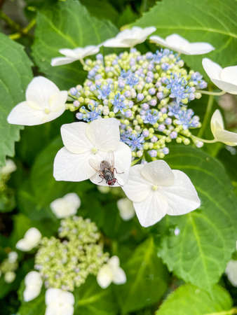 Bigleaf hydrangea (Hydrangea macrophylla) is a species of flowering plant in the family Hydrangeaceae, native to China and Japan.の写真素材